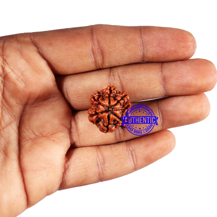 7 Mukhi Nepalese Rudraksha - Bead No 690