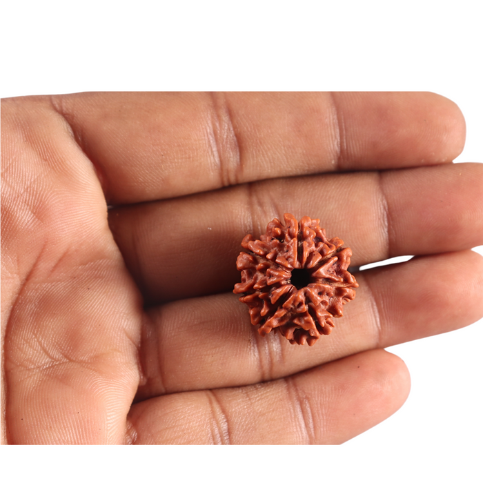 7 Mukhi Nepalese Rudraksha - Bead No 125