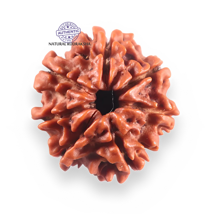 7 Mukhi Nepalese Rudraksha - Bead No 125