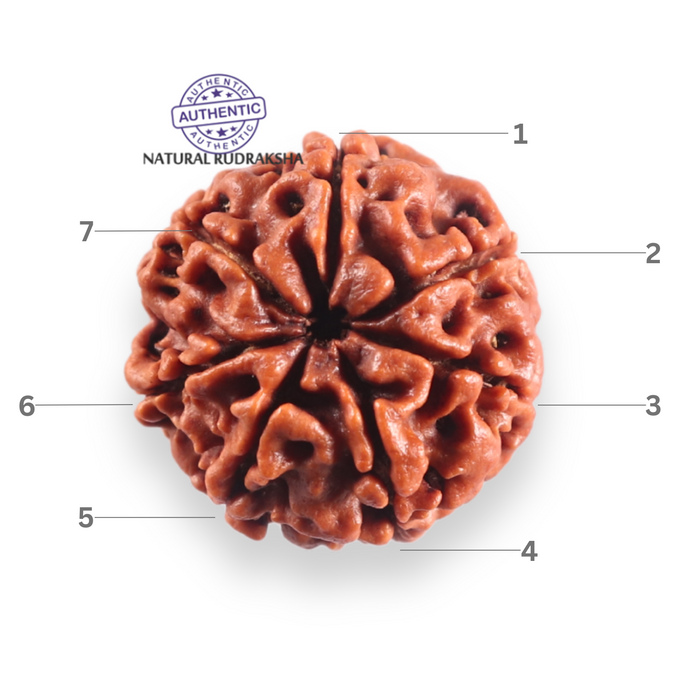 7 Mukhi Nepalese Rudraksha - Bead No 132