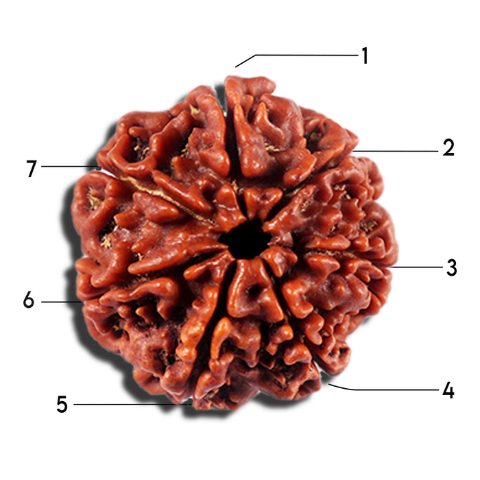 7 Mukhi Nepalese Rudraksha - Bead No12