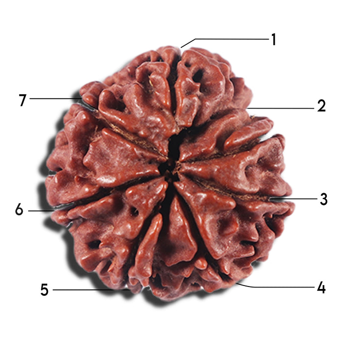 7 Mukhi Nepalese Rudraksha - Bead No 13