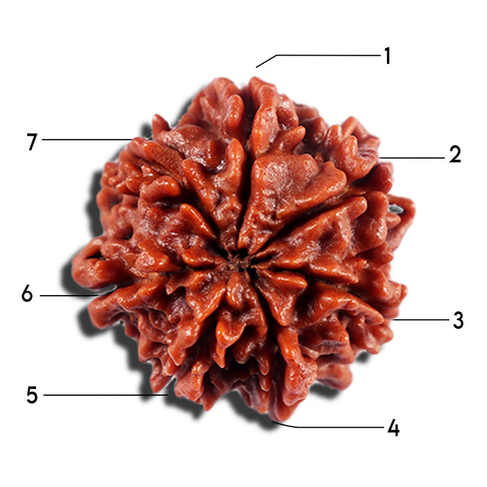 7 Mukhi Nepalese Rudraksha - Bead No 14