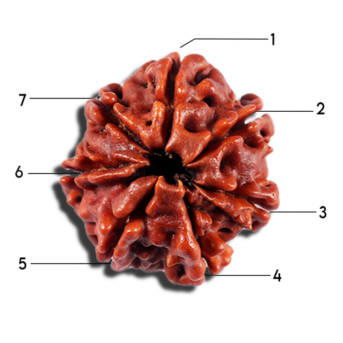 7 Mukhi Nepalese Rudraksha - Bead No 15