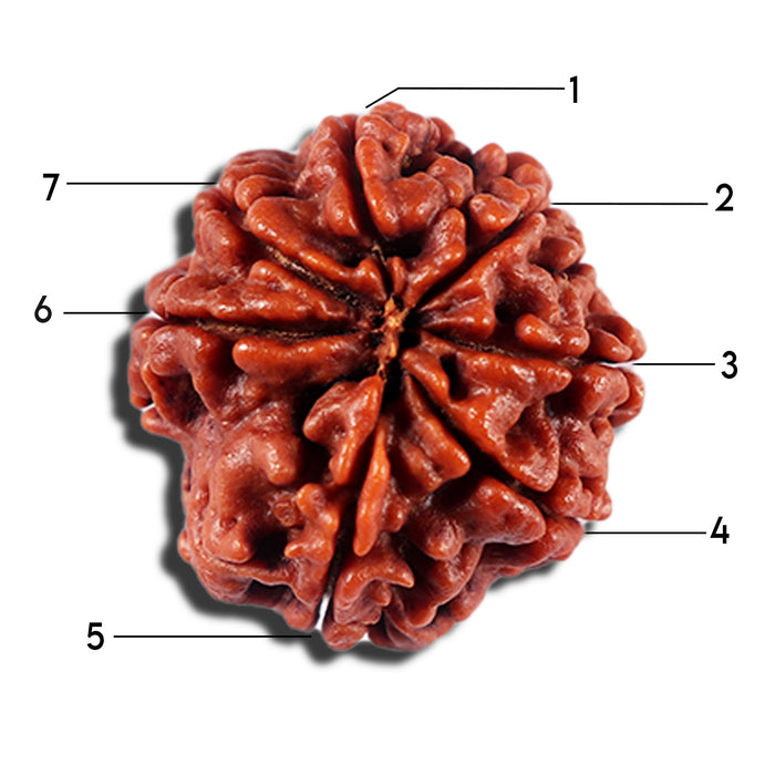 7 Mukhi Nepalese Rudraksha - Bead No 16