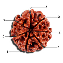 Load image into Gallery viewer, 7 Mukhi Nepalese Rudraksha - Bead No 17
