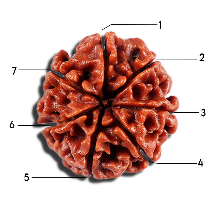 7 Mukhi Nepalese Rudraksha - Bead No 17