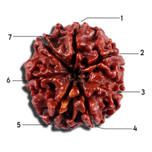 Load image into Gallery viewer, 7 Mukhi Nepalese Rudraksha - Bead No 18

