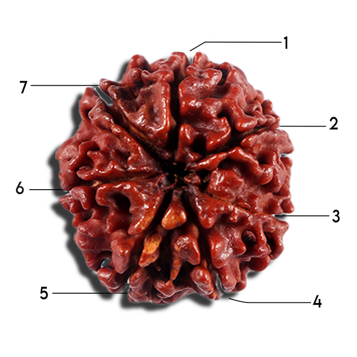 7 Mukhi Nepalese Rudraksha - Bead No 18