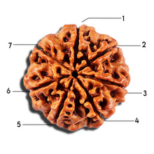 Load image into Gallery viewer, 7 Mukhi Nepalese Rudraksha - Bead No 19

