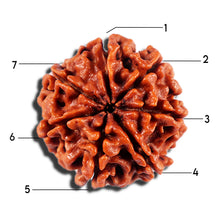 Load image into Gallery viewer, 7 Mukhi Nepalese Rudraksha - Bead No 20
