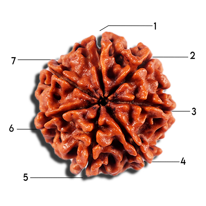 7 Mukhi Nepalese Rudraksha - Bead No 20