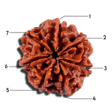 Load image into Gallery viewer, 7 Mukhi Nepalese Rudraksha - Bead No 21
