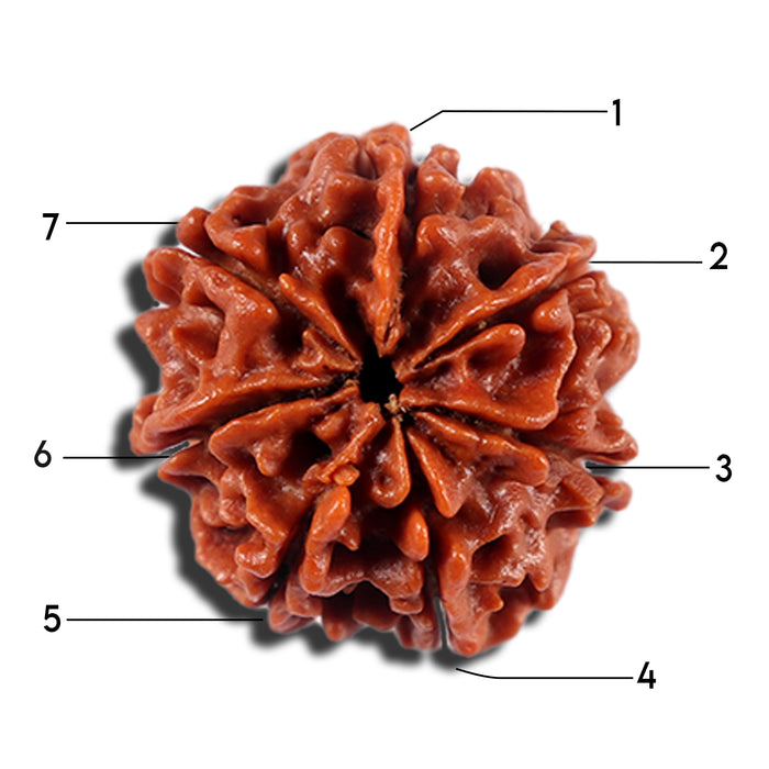 7 Mukhi Nepalese Rudraksha - Bead No 21