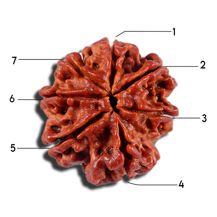 7 Mukhi Nepalese Rudraksha - Bead No. 22