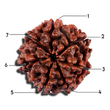 Load image into Gallery viewer, 7 Mukhi Nepalese Rudraksha - Bead No 23
