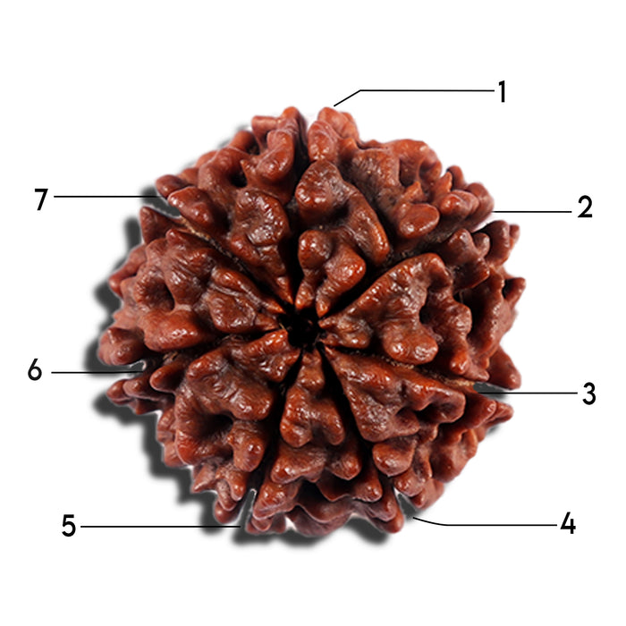 7 Mukhi Nepalese Rudraksha - Bead No 23