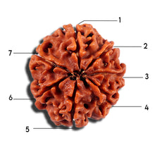 Load image into Gallery viewer, 7 Mukhi Nepalese Rudraksha - Bead No 2
