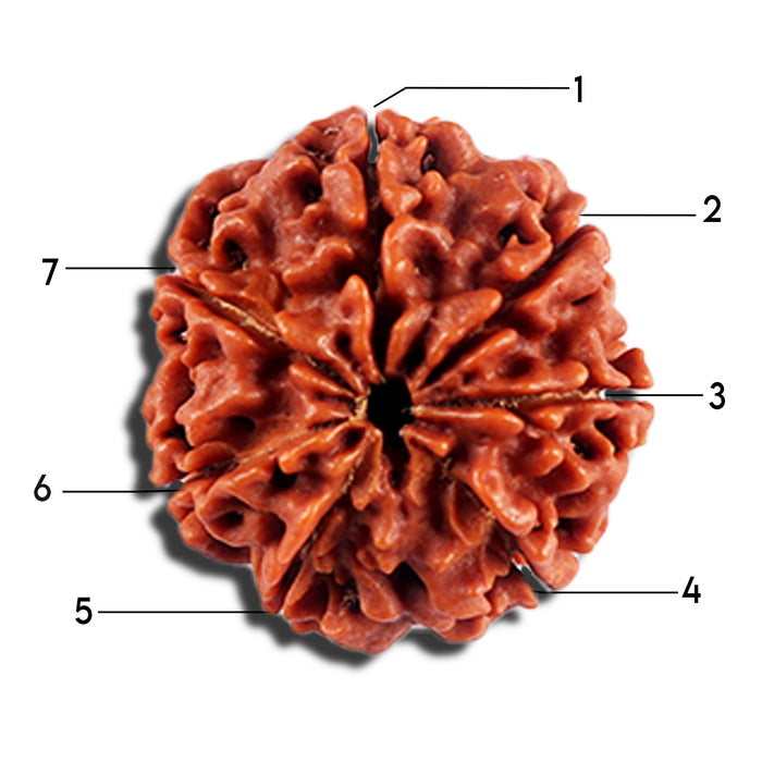 7 Mukhi Nepalese Rudraksha - Bead No 691