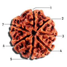Load image into Gallery viewer, 7 Mukhi Nepalese Rudraksha - Bead No 692
