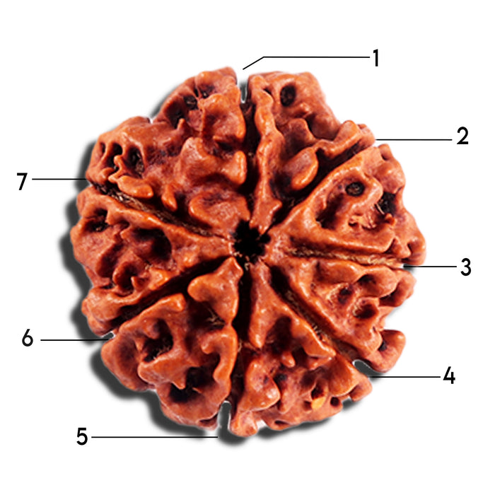 7 Mukhi Nepalese Rudraksha - Bead No 692
