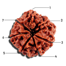 Load image into Gallery viewer, 7 Mukhi Nepalese Rudraksha - Bead No 694
