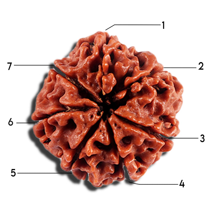 7 Mukhi Nepalese Rudraksha - Bead No 694