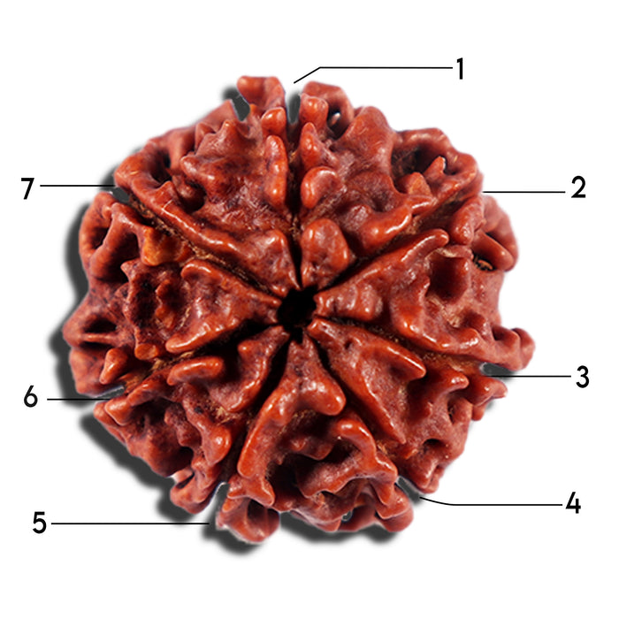 7 Mukhi Nepalese Rudraksha - Bead No 697