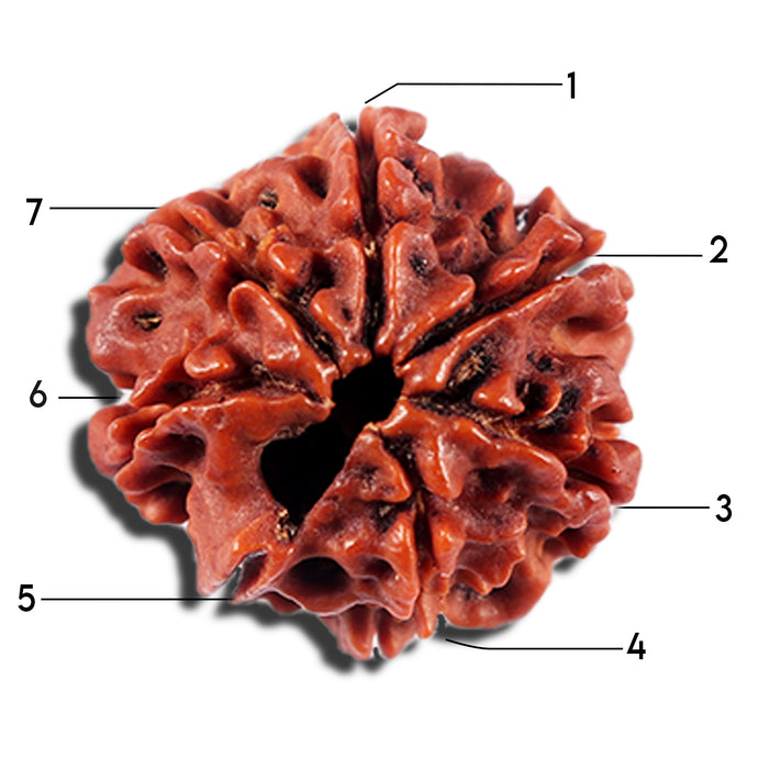 7 Mukhi Nepalese Rudraksha - Bead No 698