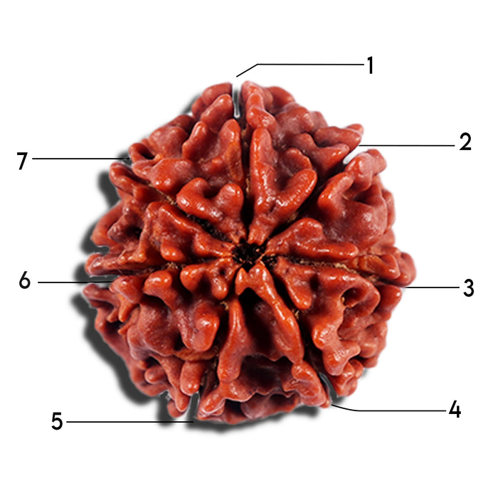7 Mukhi Nepalese Rudraksha - Bead No 699