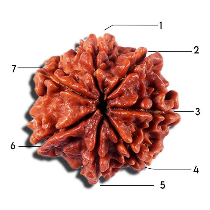 7 Mukhi Nepalese Rudraksha - Bead No 6