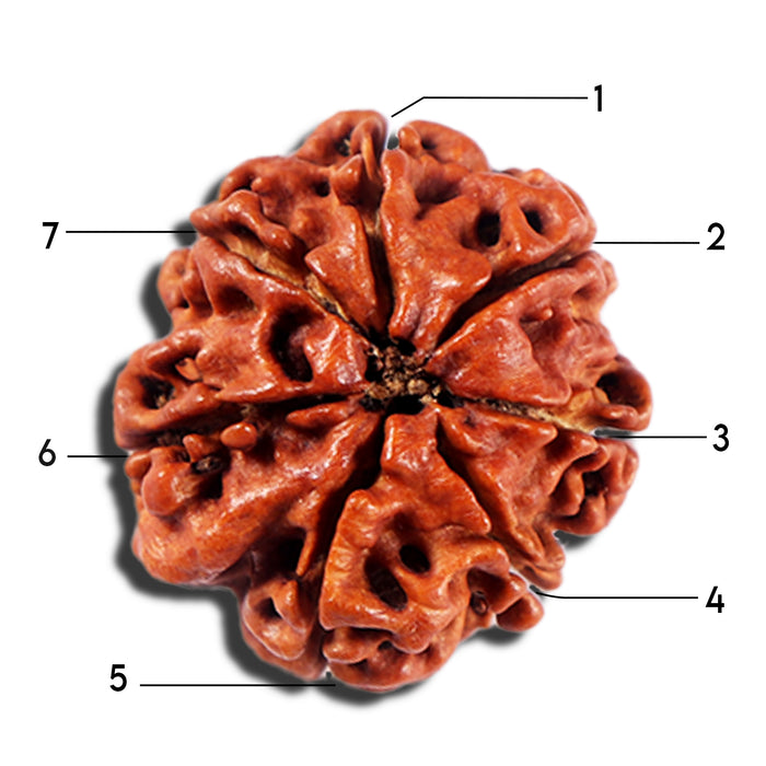 7 Mukhi Nepalese Rudraksha - Bead No 8