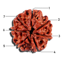 Load image into Gallery viewer, 7 Mukhi Nepalese Rudraksha - Bead No 9

