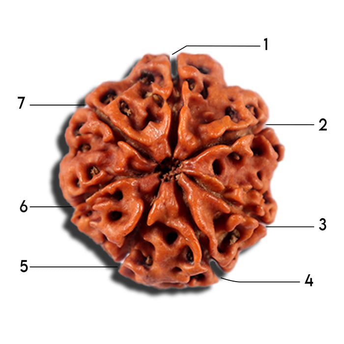 7 Mukhi Nepalese Rudraksha - Bead No 1