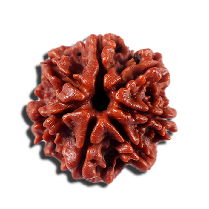 7 Mukhi Nepalese Rudraksha - Bead No 14