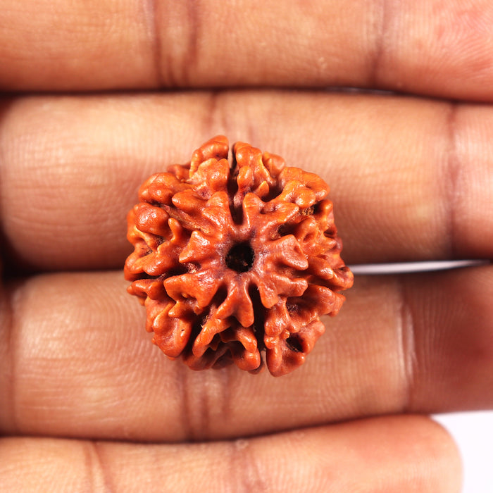 7 Mukhi Nepalese Rudraksha - Bead No 11