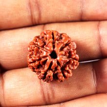 Load image into Gallery viewer, 7 Mukhi Nepalese Rudraksha - Bead No12
