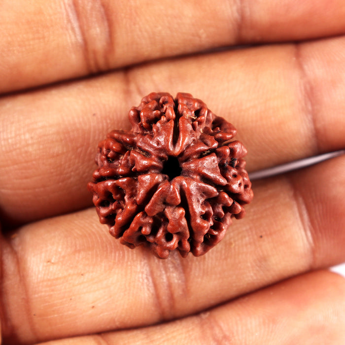 7 Mukhi Nepalese Rudraksha - Bead No 13