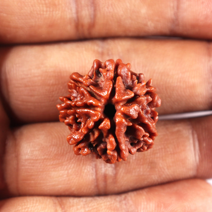 7 Mukhi Nepalese Rudraksha - Bead No 14