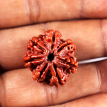 Load image into Gallery viewer, 7 Mukhi Nepalese Rudraksha - Bead No 15
