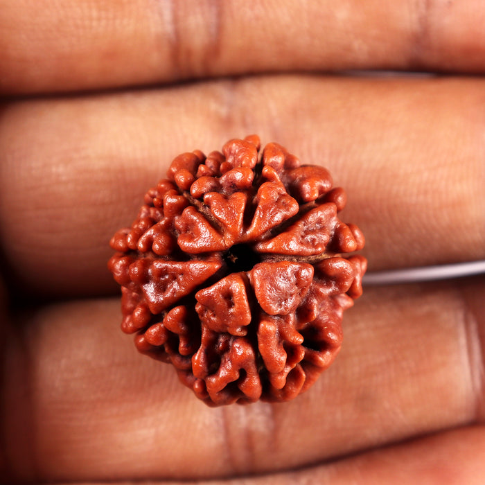 7 Mukhi Nepalese Rudraksha - Bead No 16