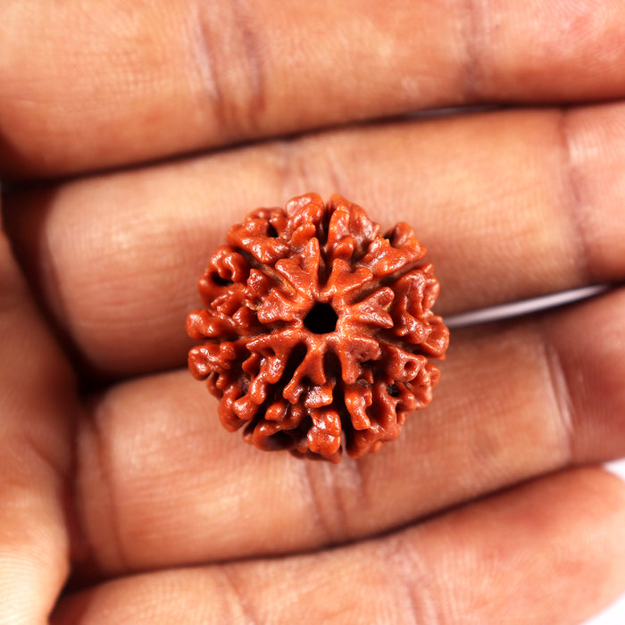 7 Mukhi Nepalese Rudraksha - Bead No 17