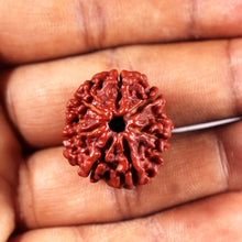 Load image into Gallery viewer, 7 Mukhi Nepalese Rudraksha - Bead No 18
