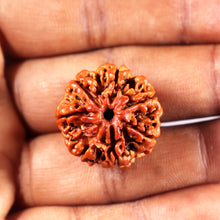 Load image into Gallery viewer, 7 Mukhi Nepalese Rudraksha - Bead No 19
