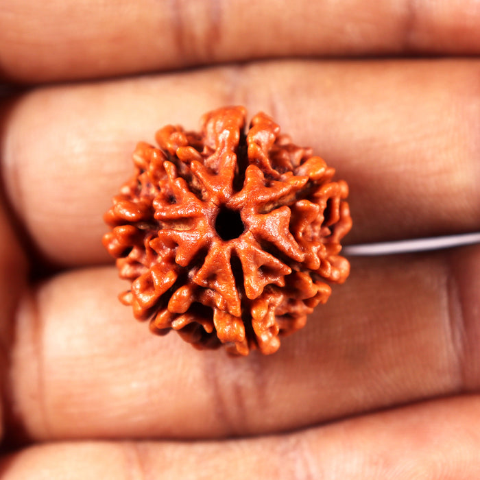 7 Mukhi Nepalese Rudraksha - Bead No 20