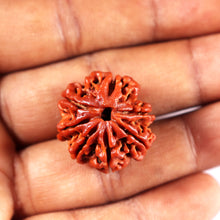 Load image into Gallery viewer, 7 Mukhi Nepalese Rudraksha - Bead No. 22
