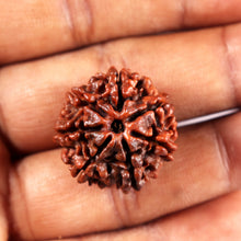 Load image into Gallery viewer, 7 Mukhi Nepalese Rudraksha - Bead No 23
