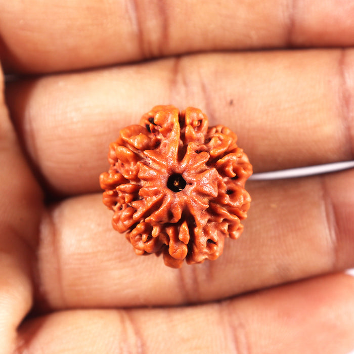 7 Mukhi Nepalese Rudraksha - Bead No 2