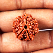 Load image into Gallery viewer, 7 Mukhi Nepalese Rudraksha - Bead No 3
