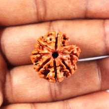 Load image into Gallery viewer, 7 Mukhi Nepalese Rudraksha - Bead No 4
